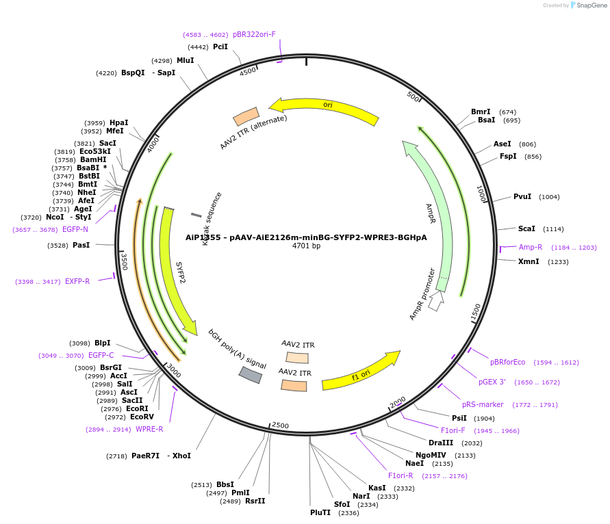 230625-plasmid-map-sequence-id-466241
