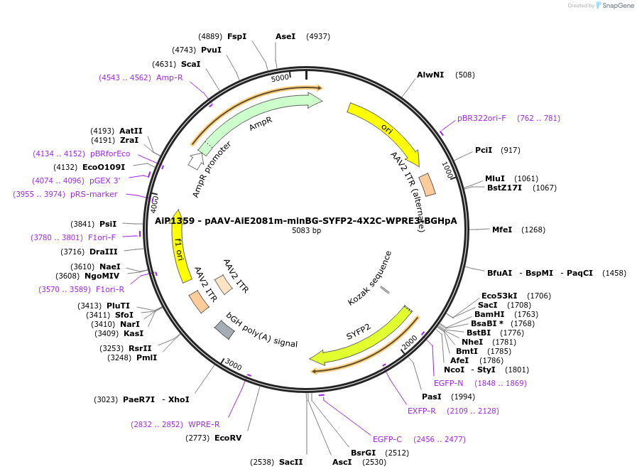 230626-plasmid-map-sequence-id-466242