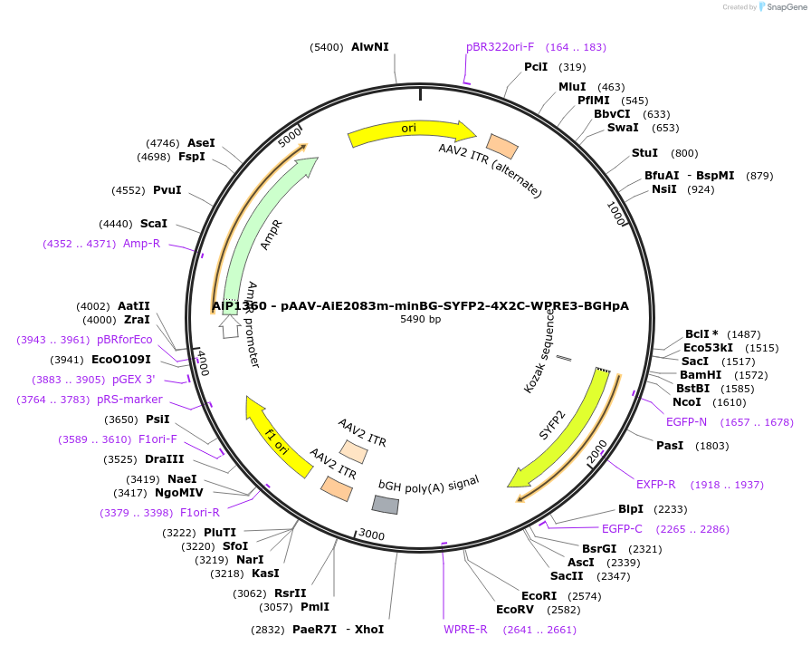 230627-plasmid-map-sequence-id-466243