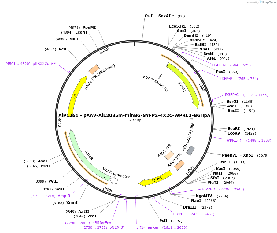 230628-plasmid-map-sequence-id-466244
