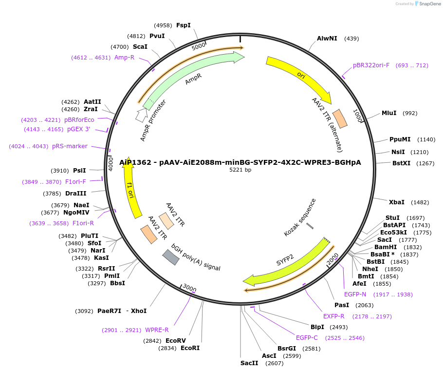 230629-plasmid-map-sequence-id-466245