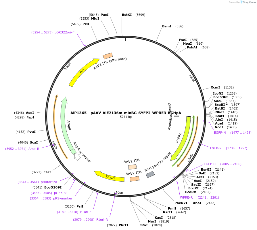 230630-plasmid-map-sequence-id-466246