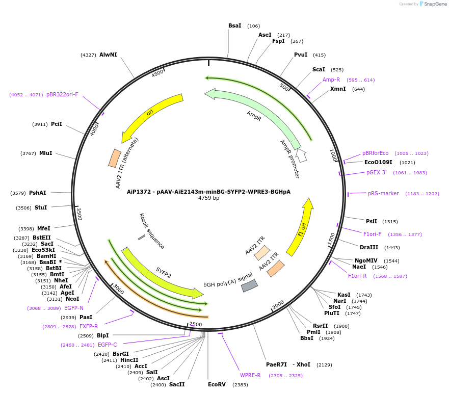 230633-plasmid-map-sequence-id-466248