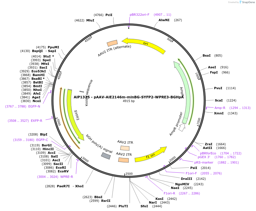 230634-plasmid-map-sequence-id-466249