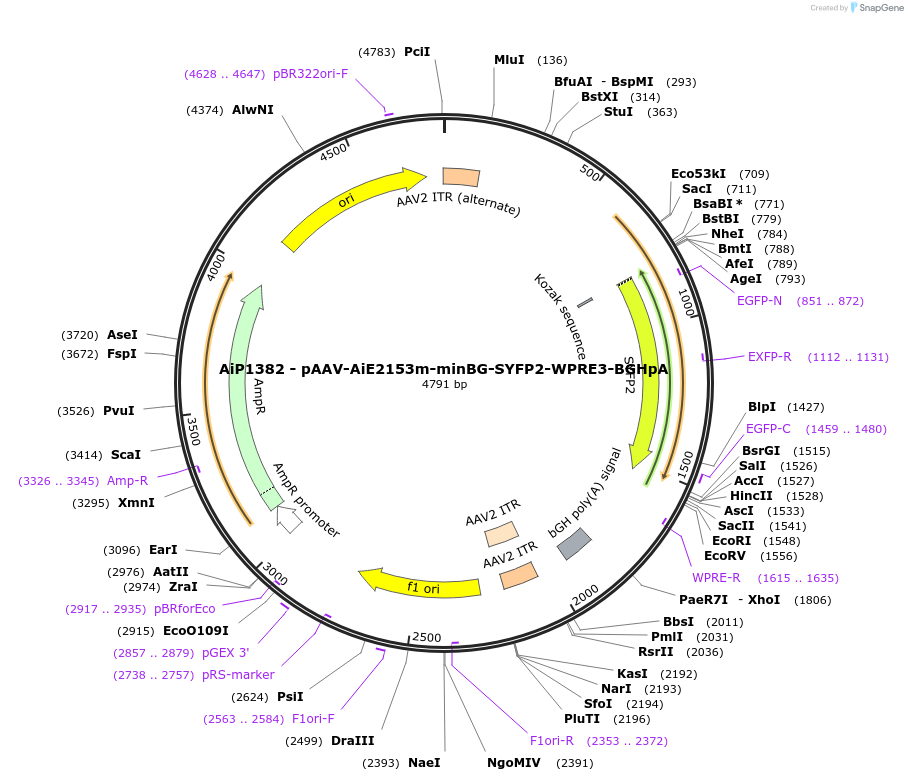 230636-plasmid-map-sequence-id-466251