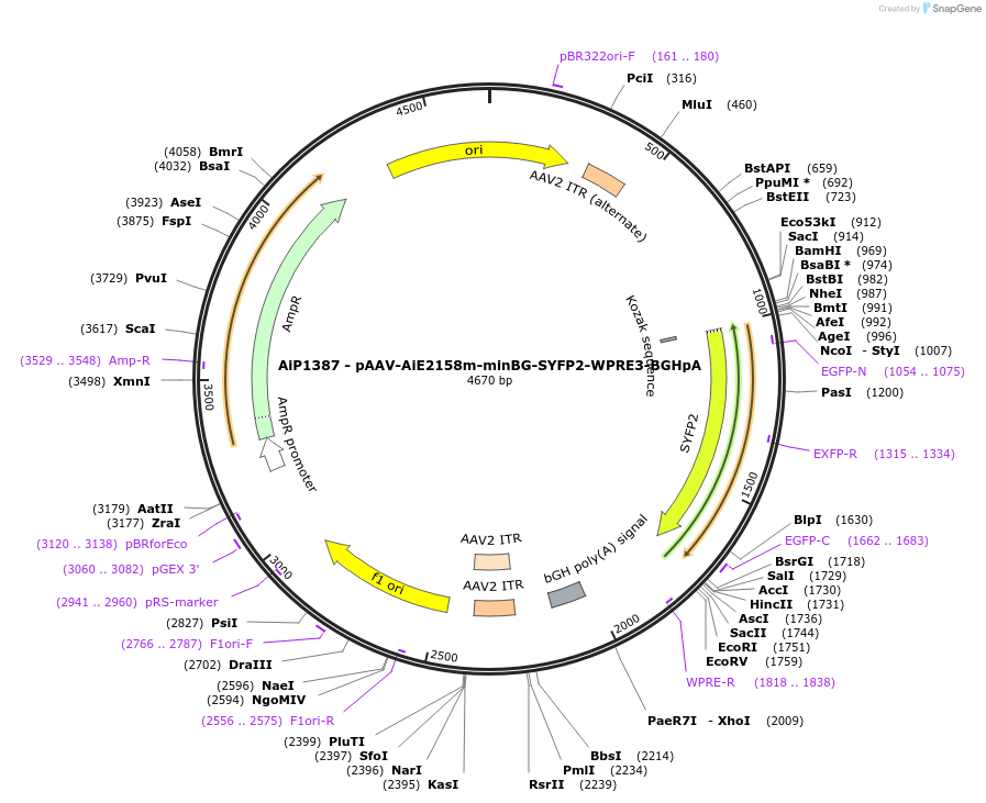 230638-plasmid-map-sequence-id-466252