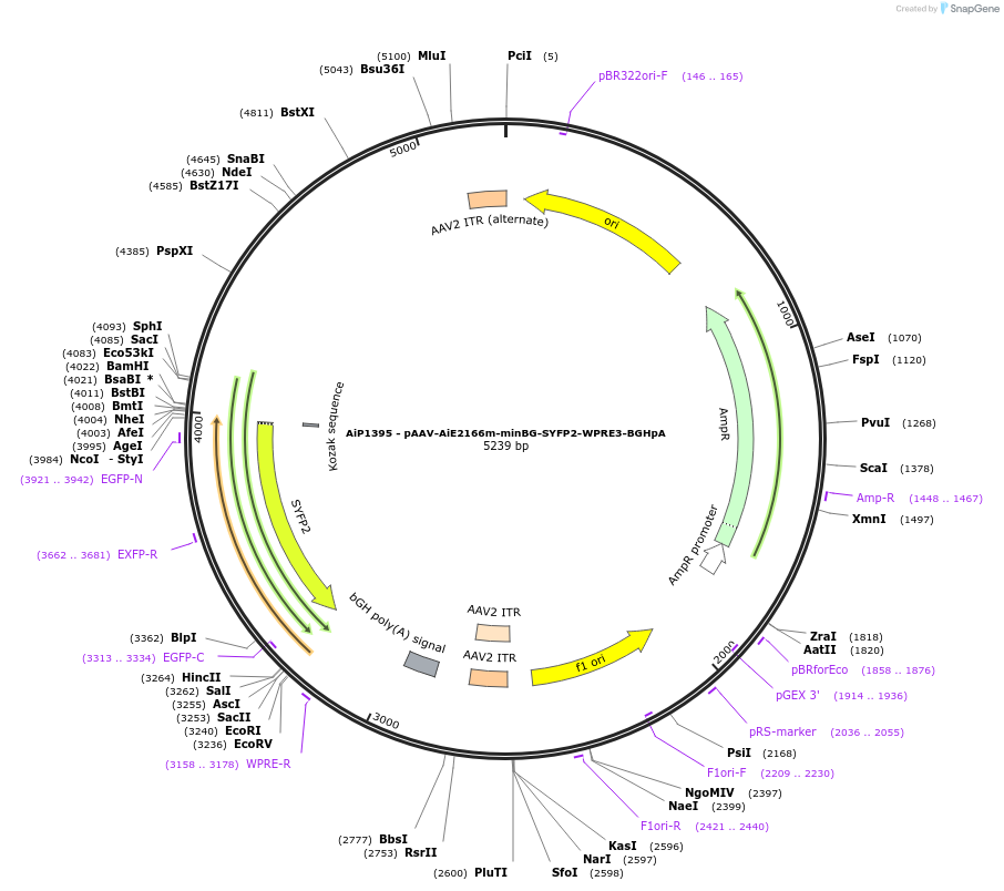 230641-plasmid-map-sequence-id-466254
