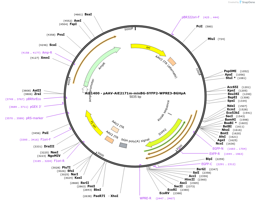 230643-plasmid-map-sequence-id-466256