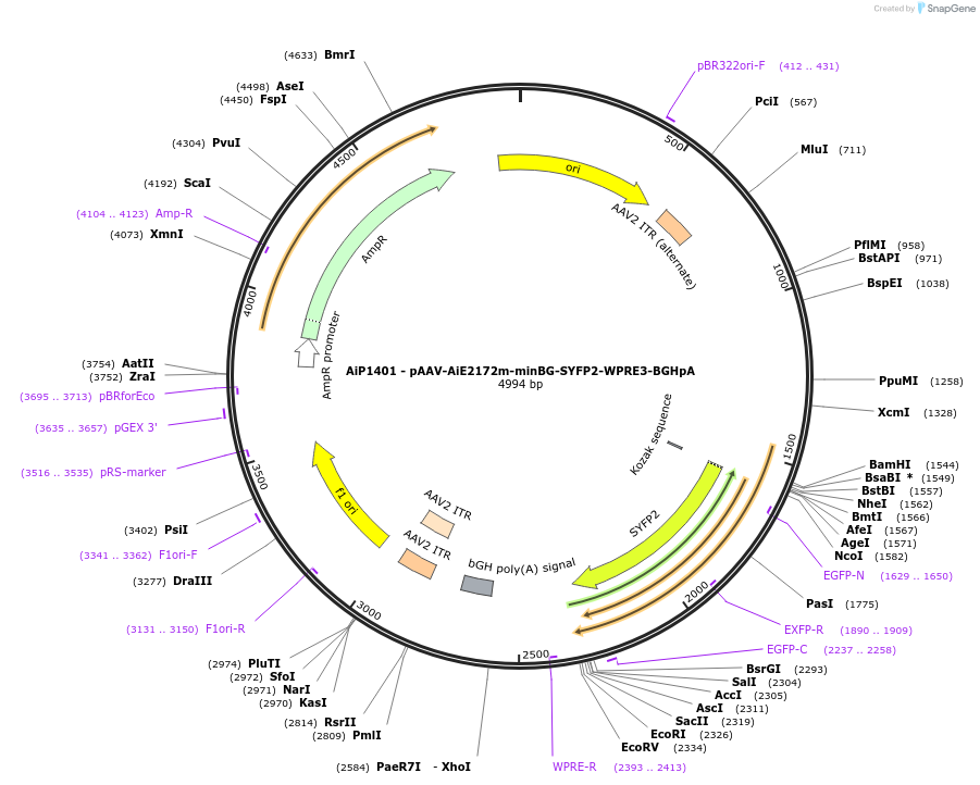 230644-plasmid-map-sequence-id-466257