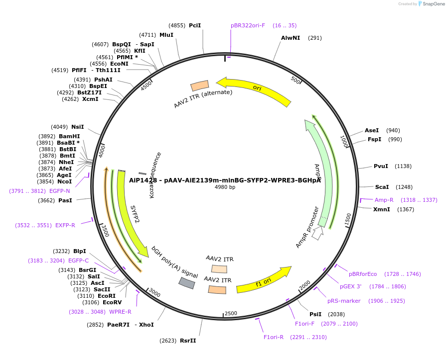 230651-plasmid-map-sequence-id-466258
