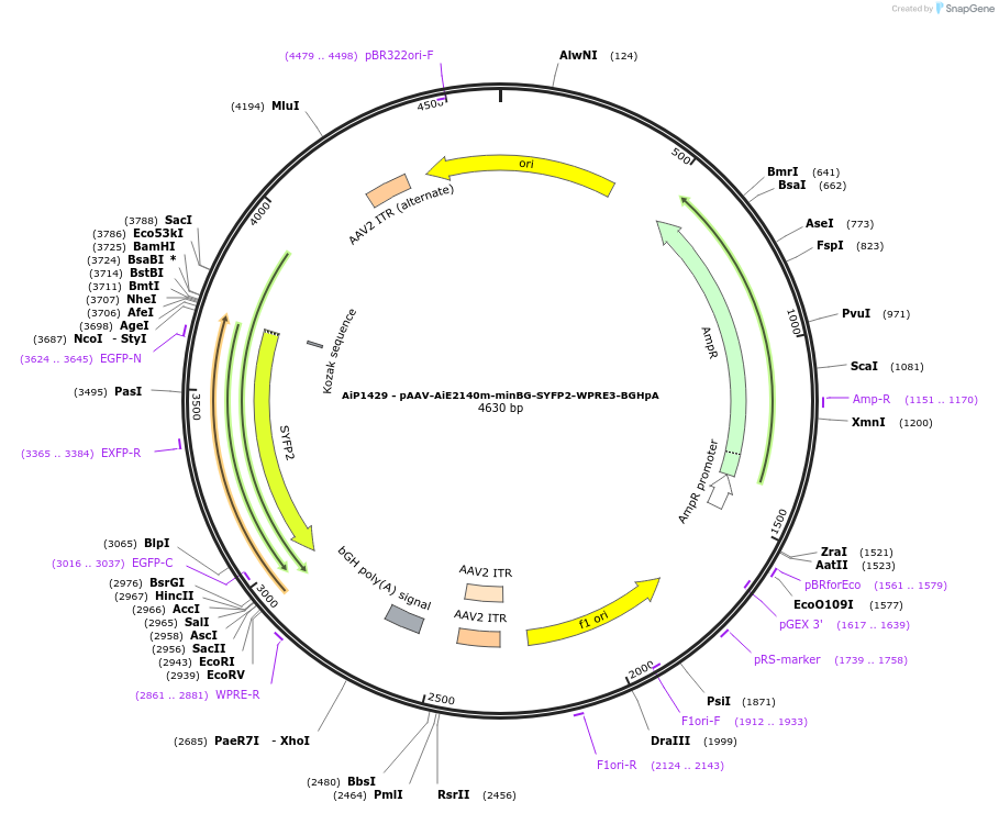 230652-plasmid-map-sequence-id-466259