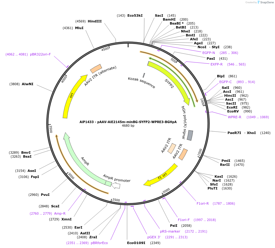 230655-plasmid-map-sequence-id-466261