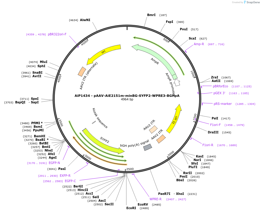 230656-plasmid-map-sequence-id-466262