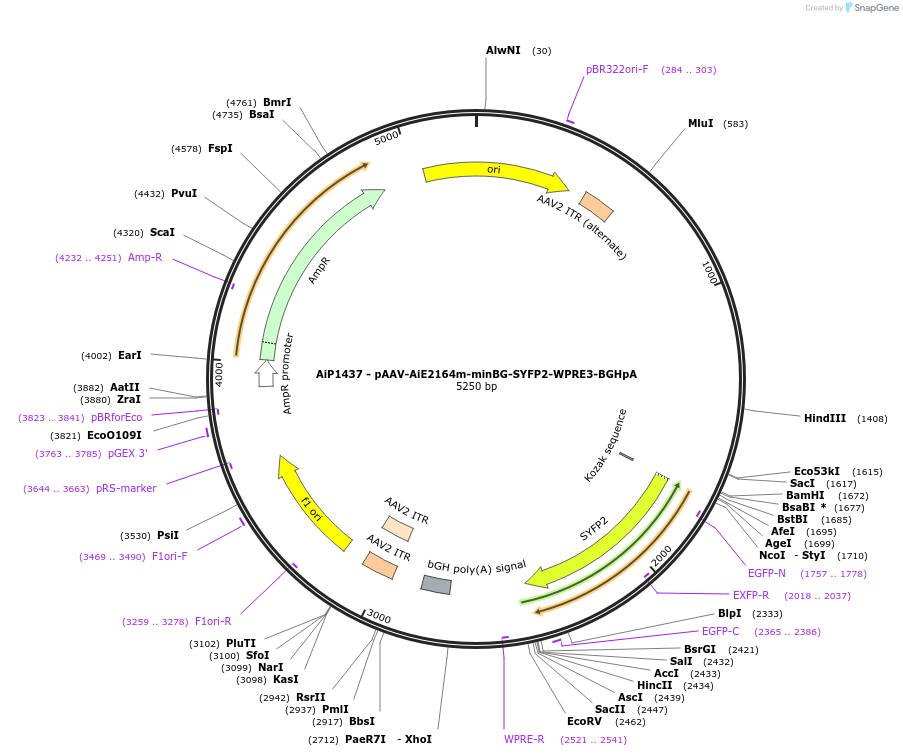 230657-plasmid-map-sequence-id-466263