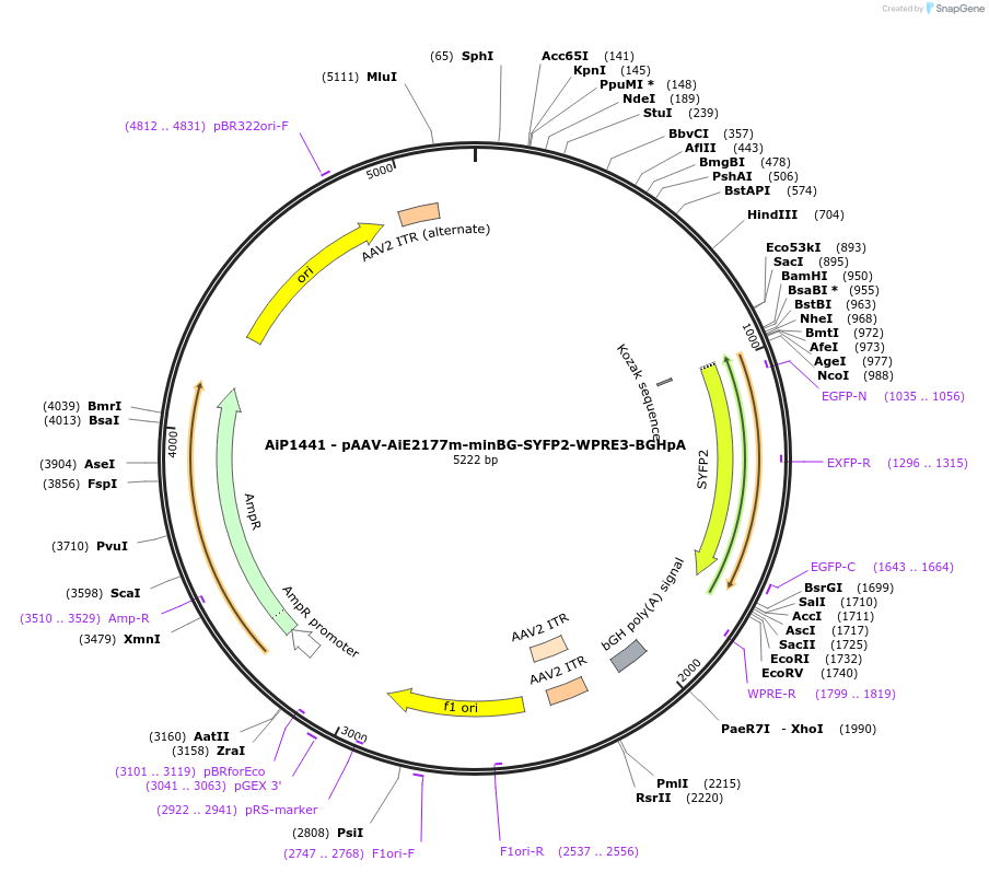 230658-plasmid-map-sequence-id-466264