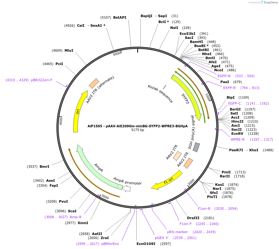 230664-plasmid-map-sequence-id-466267