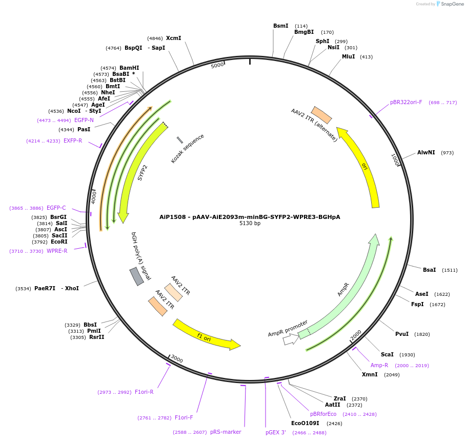 230665-plasmid-map-sequence-id-466268