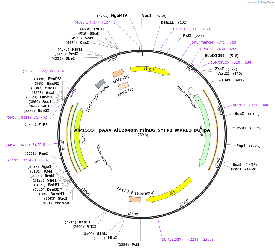 230668-plasmid-map-sequence-id-466271