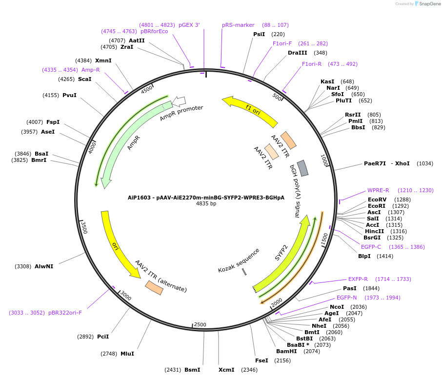 230669-plasmid-map-sequence-id-466272