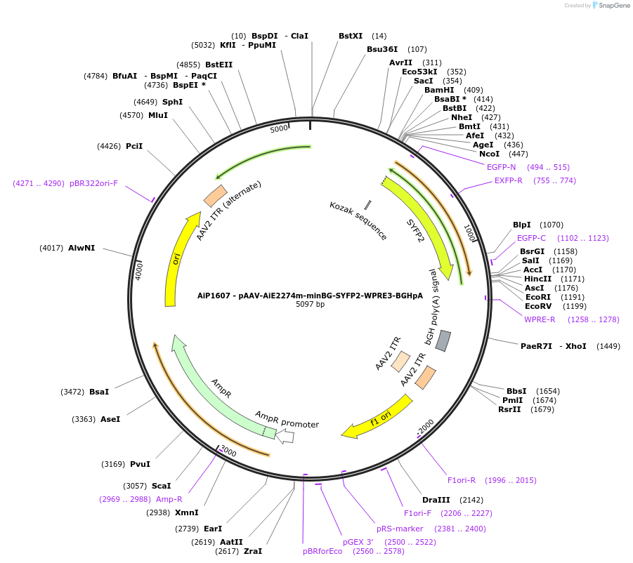 230670-plasmid-map-sequence-id-466273