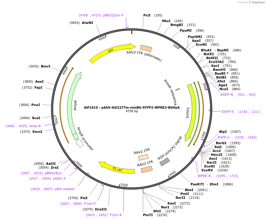 230672-plasmid-map-sequence-id-466275