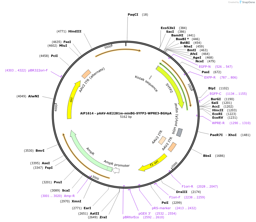 230675-plasmid-map-sequence-id-466277