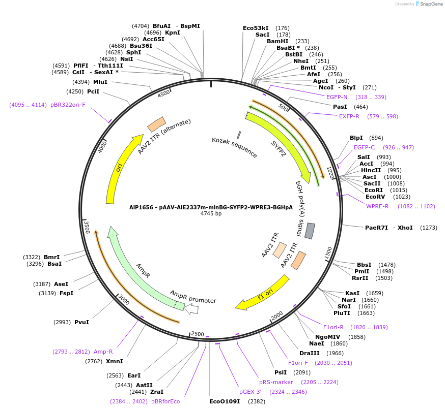 230684-plasmid-map-sequence-id-466283