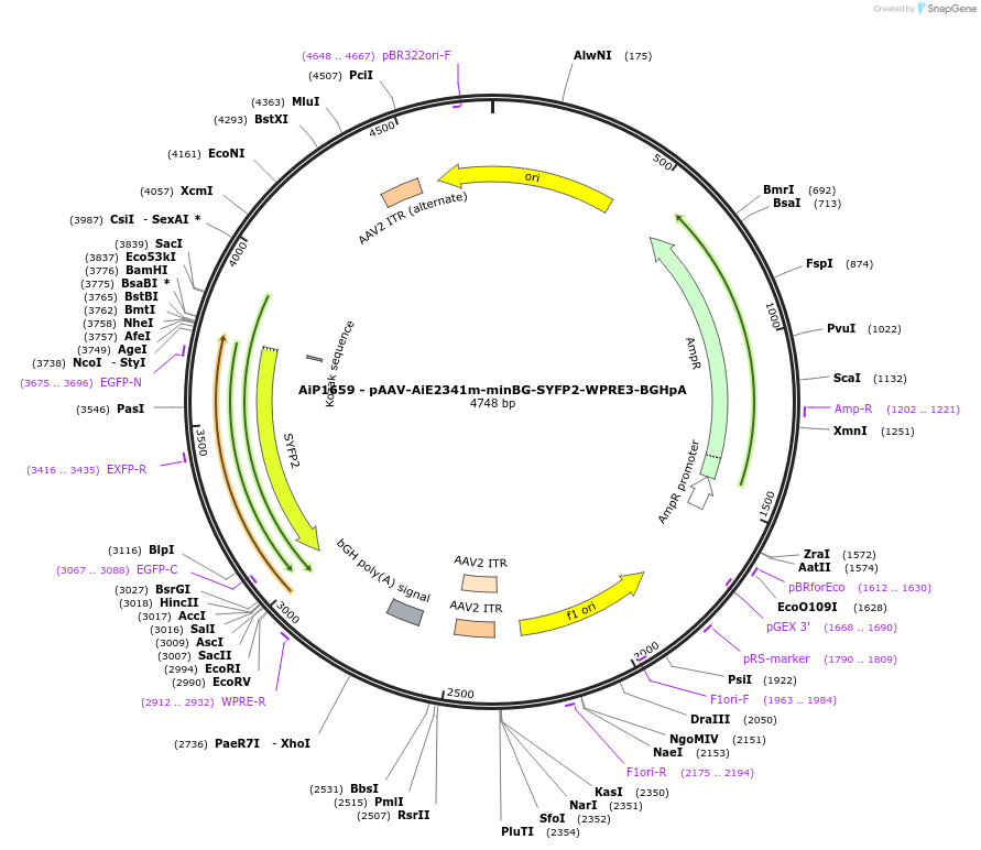 230685-plasmid-map-sequence-id-466284
