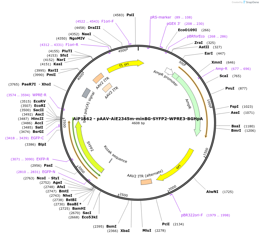 230686-plasmid-map-sequence-id-466285