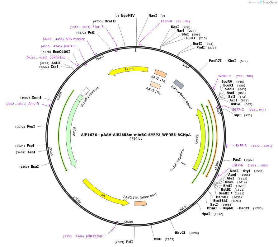 230689-plasmid-map-sequence-id-466288