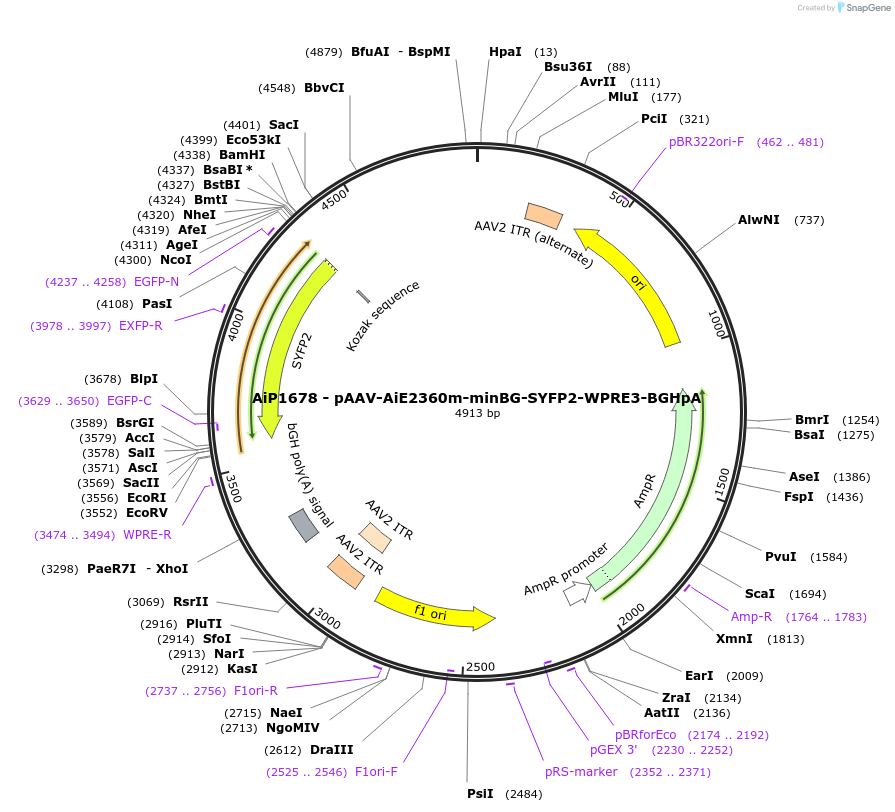 230690-plasmid-map-sequence-id-466289