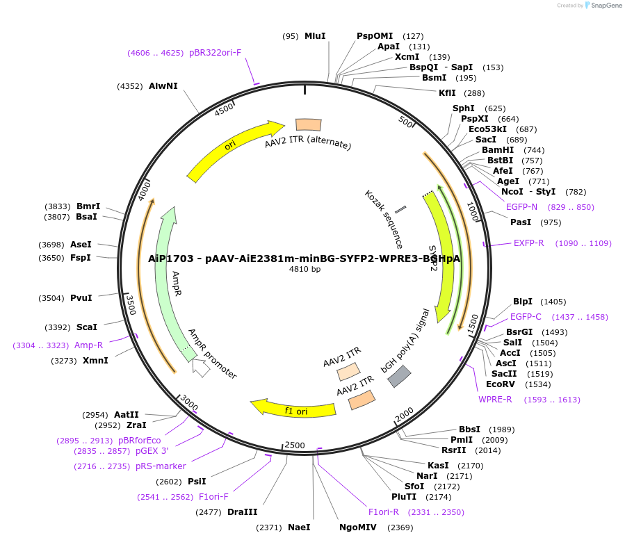 230696-plasmid-map-sequence-id-466293