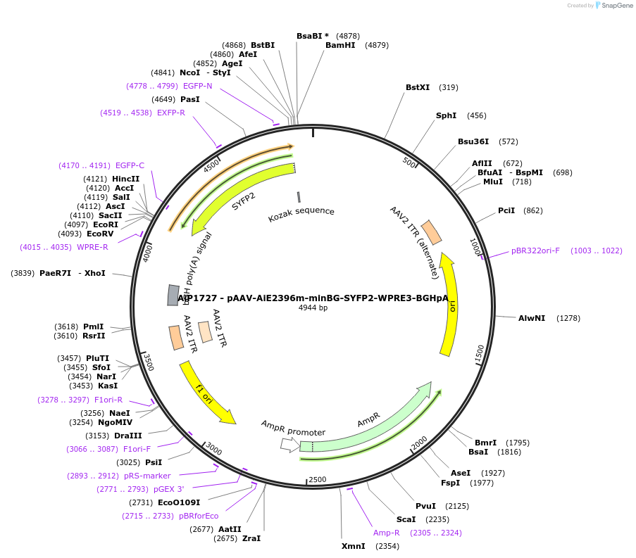 230700-plasmid-map-sequence-id-466296