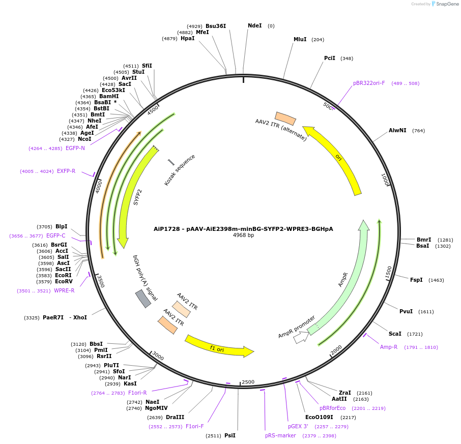 230701-plasmid-map-sequence-id-466297