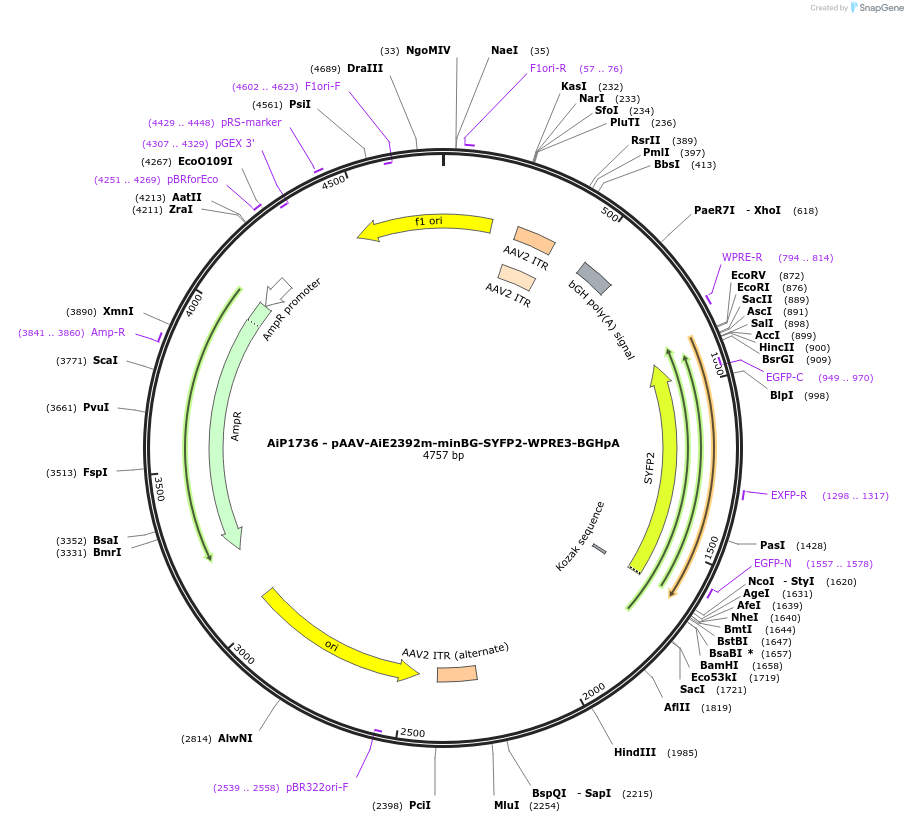 230702-plasmid-map-sequence-id-466298