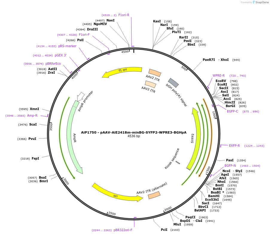 230704-plasmid-map-sequence-id-466299