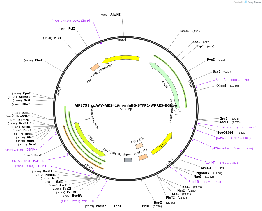 230705-plasmid-map-sequence-id-466300