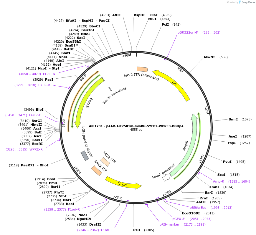 230714-plasmid-map-sequence-id-466305