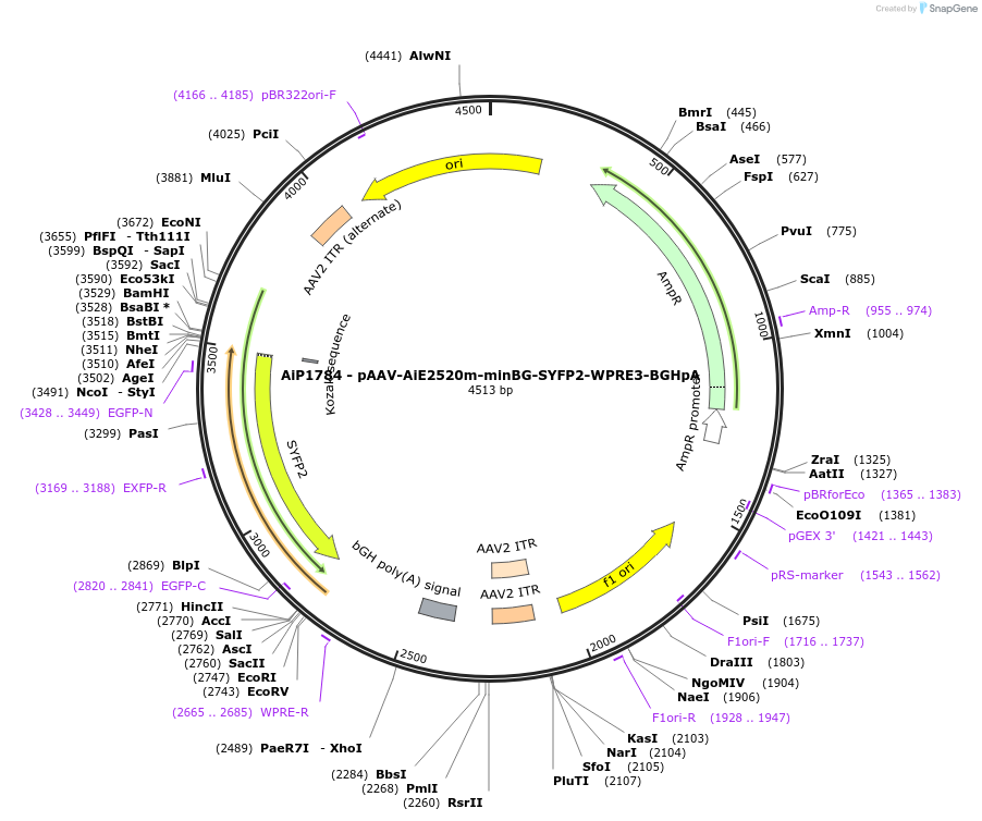 230715-plasmid-map-sequence-id-466306
