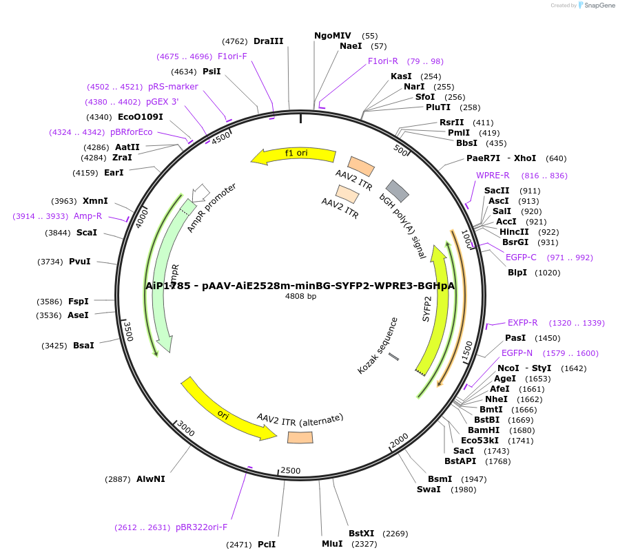 230716-plasmid-map-sequence-id-466307