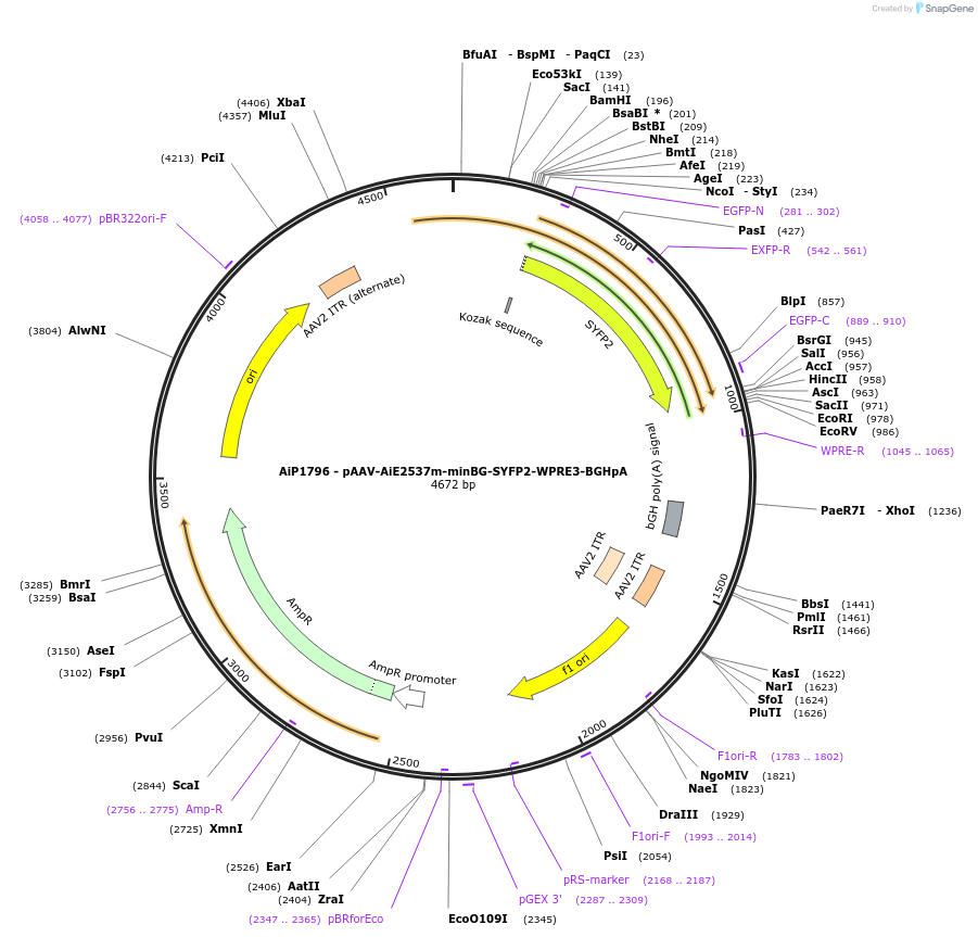 230717-plasmid-map-sequence-id-466308