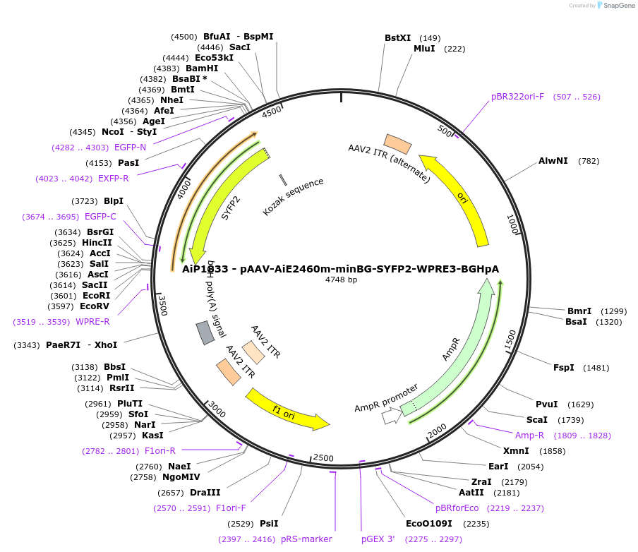 230718-plasmid-map-sequence-id-466309