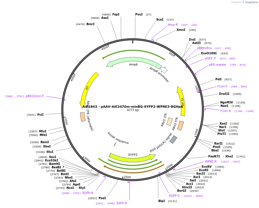 230720-plasmid-map-sequence-id-466311