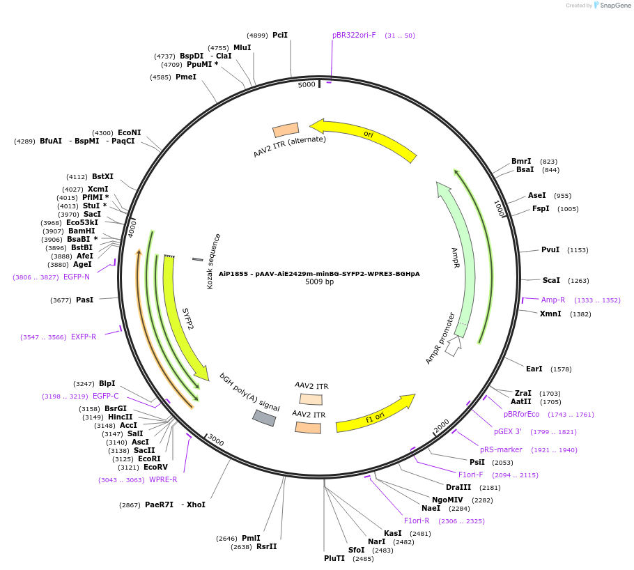 230722-plasmid-map-sequence-id-466313