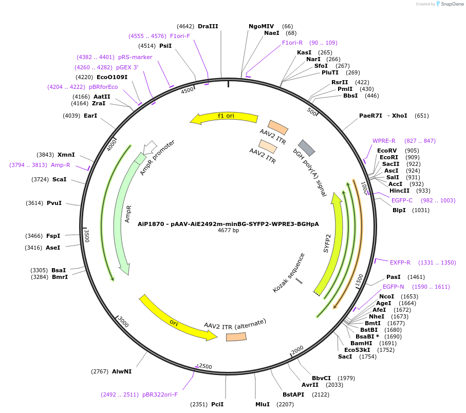 230724-plasmid-map-sequence-id-466315