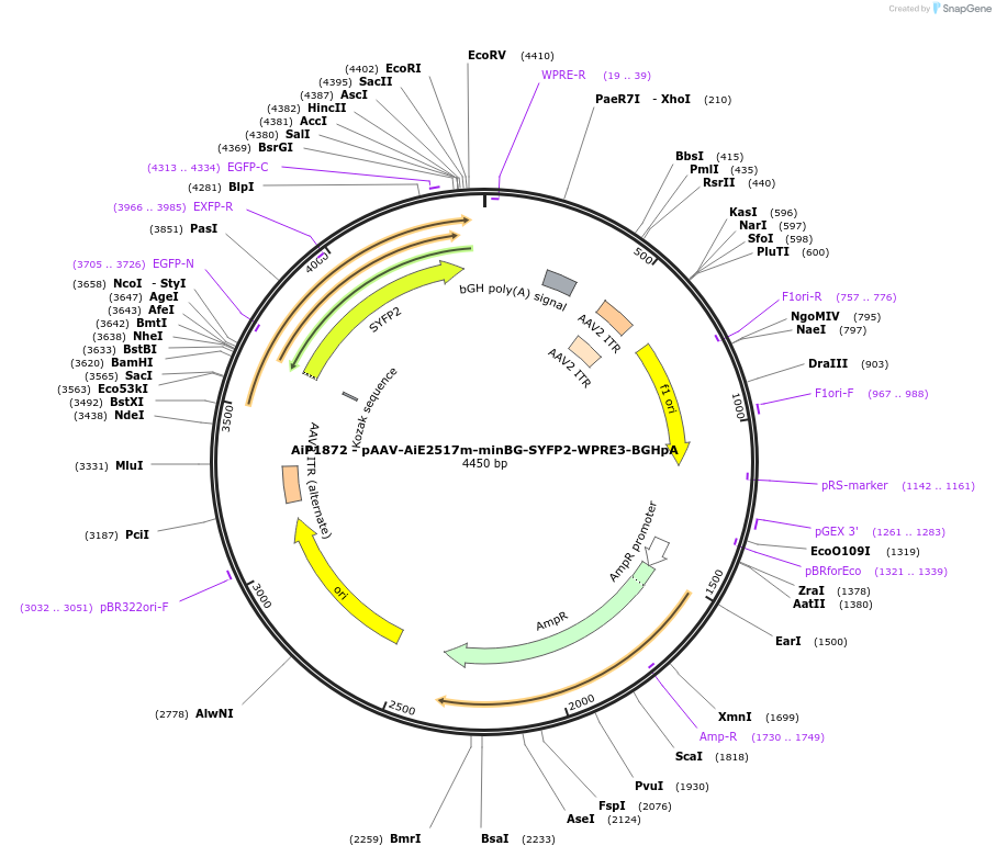 230725-plasmid-map-sequence-id-466316