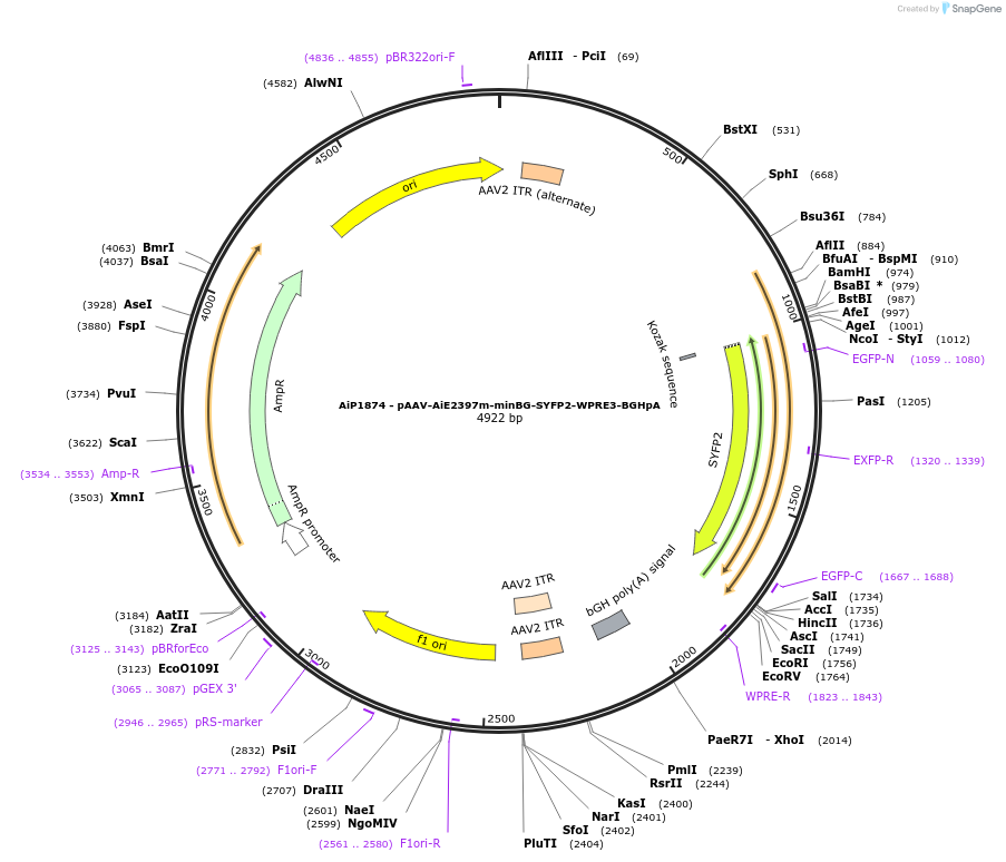 230726-plasmid-map-sequence-id-466317