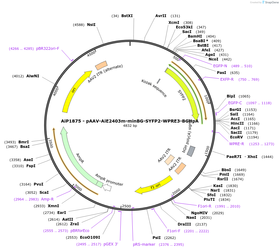 230727-plasmid-map-sequence-id-466318