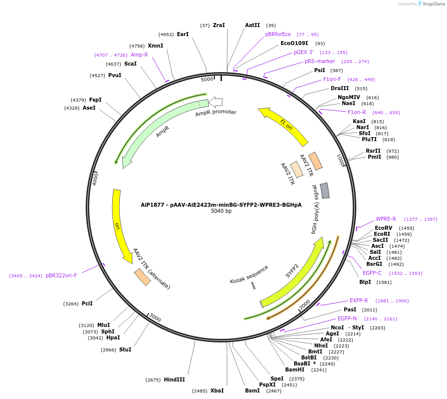 230728-plasmid-map-sequence-id-466319