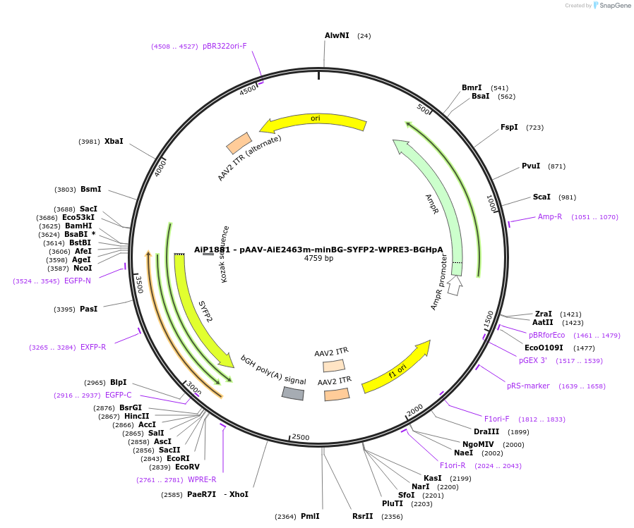 230730-plasmid-map-sequence-id-466321
